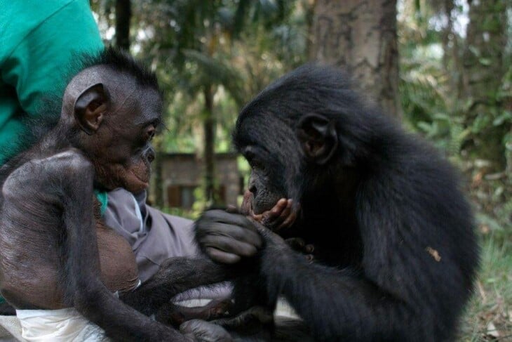 O santuário Lola Ya Bonobo, em Kinshasa. Imagem: Wikimedia Commons.