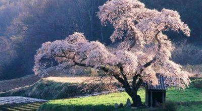 10 imagens que farão você querer viajar para o Japão agora