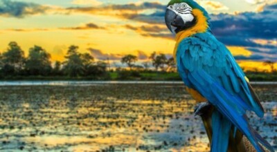 9 maravilhas que encontramos durante uma viagem ao Pantanal