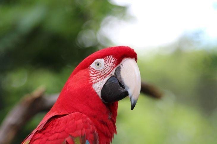 iStock