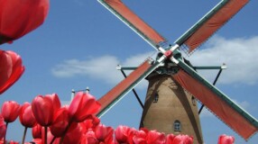20 fotos fantásticas das lindas plantações de tulipas na Holanda