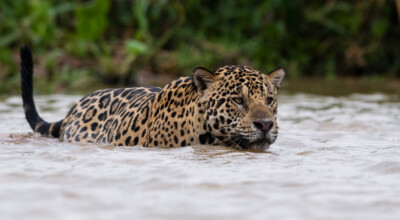 14 lugares imperdíveis para o viajante apreciar a vida selvagem