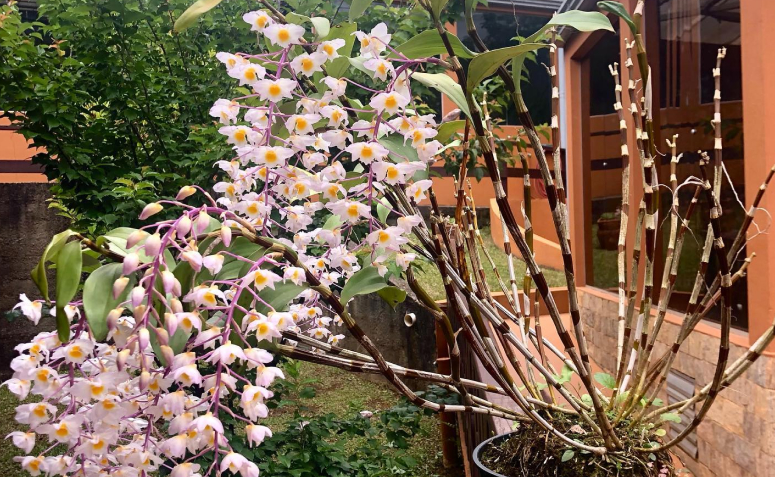 Foto de uma das flores no Orquidário MV