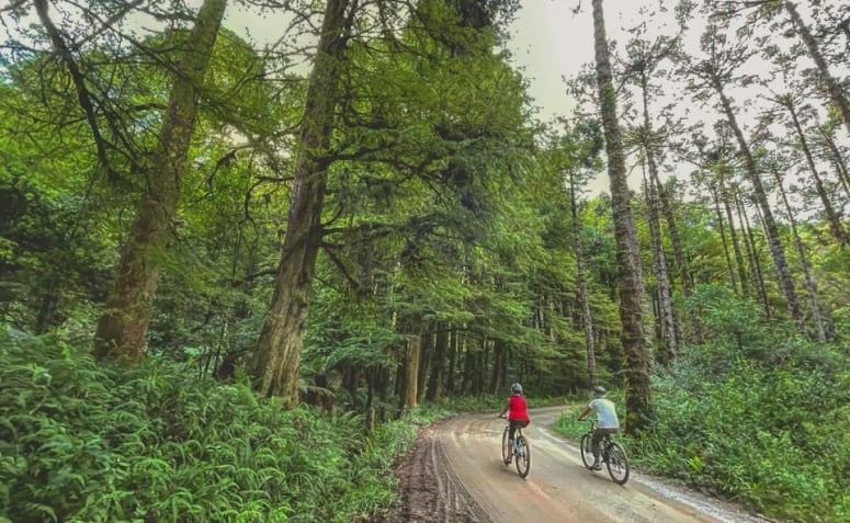 Duas pessoas andando de bicicletas no meio de uma floresta