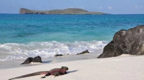 15 atrações imperdíveis para você conhecer em Galápagos