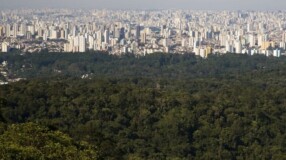 Imagem ilustrativa: Serra da Cantareira: visite a maior floresta urbana do mundo