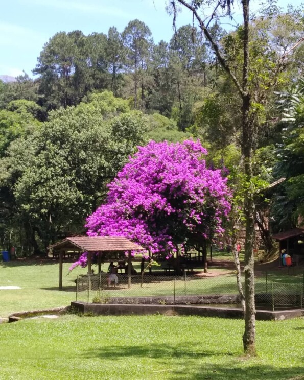 Serra da Cantareira veja trilhas e cachoeiras nesse recanto paulista