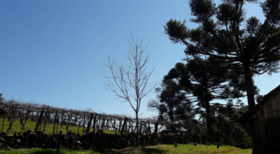 Caxias do Sul: visite a belíssima cidade da Serra Gaúcha