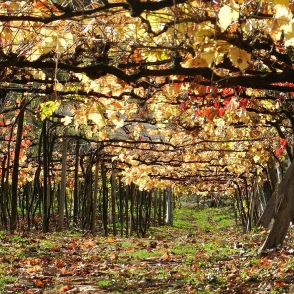 Monte Belo do Sul o que fazer, dicas de viagem e 15 fotos incríveis