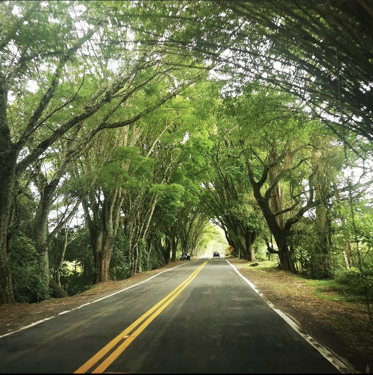 Balsa Nova onde fica, o que fazer, dicas de hospedagens e fotos