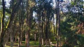 Conheça o Parque Witeck, no Rio Grande do Sul, um espaço de encontro com a natureza