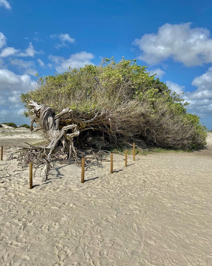 jericoacoara