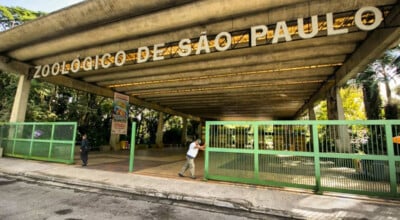 Zoológico de São Paulo: um guia de visitação para se conectar com os animais