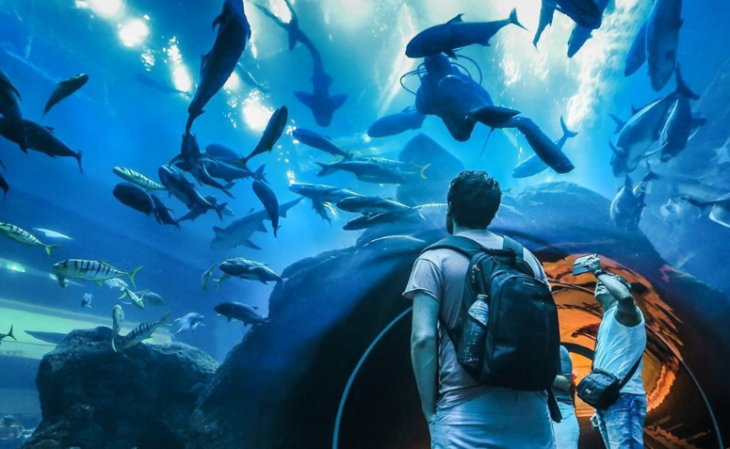 aquário de Dubai