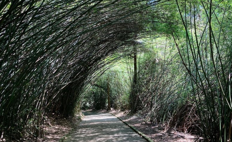 Túnel de Bambu no Jardim Botânico de SP