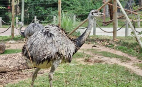 BioParque do Rio (RJ): passeios, informações, vídeos e dicas
