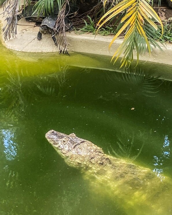 BioParque do Rio (RJ): passeios, informações, vídeos e dicas