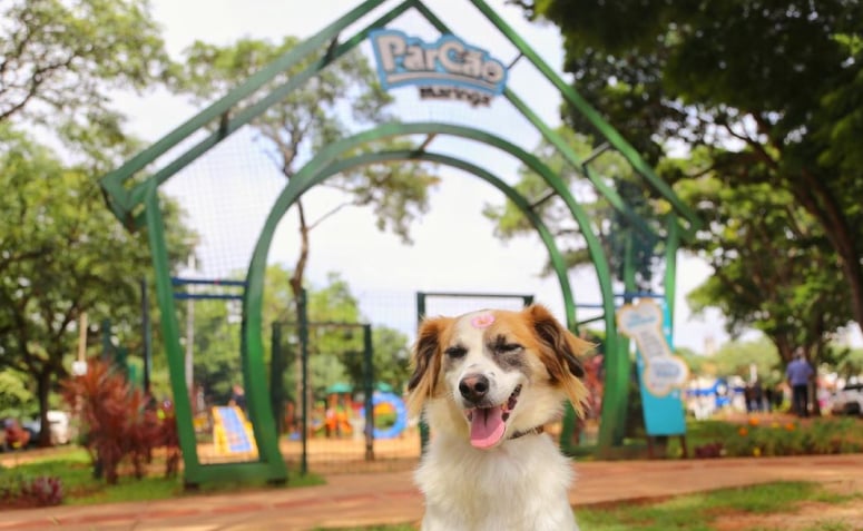 ParCão próximo à Catedral de Maringá